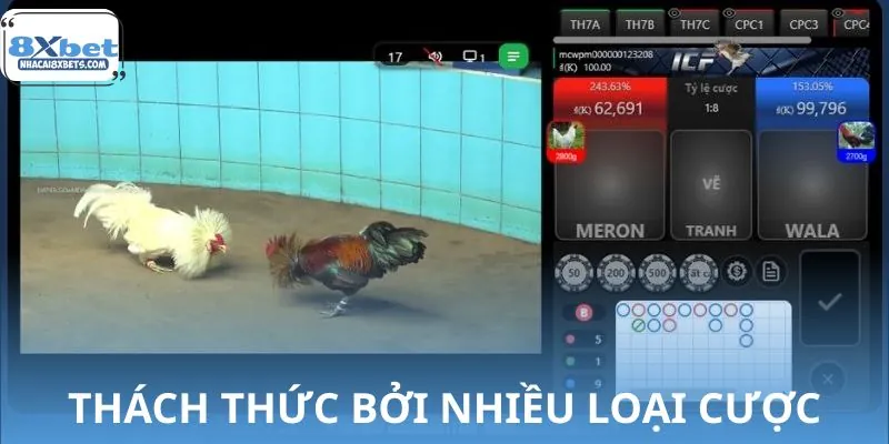 Đá gà kèo cược Campuchia siêu kịch tính